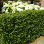 Prunus lusitanica 'Angustifolia'